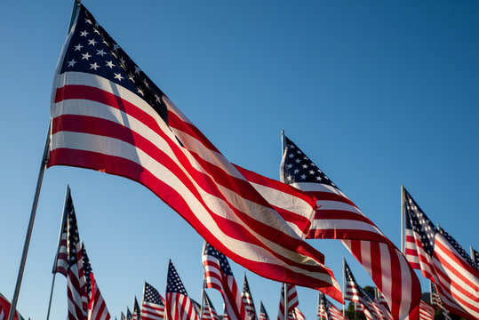 A large group of American flags. Veterans or Memorial day display