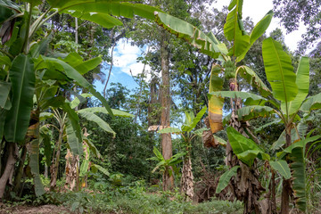 Green Banana tree in the rainforest of Amazon River basin in South America