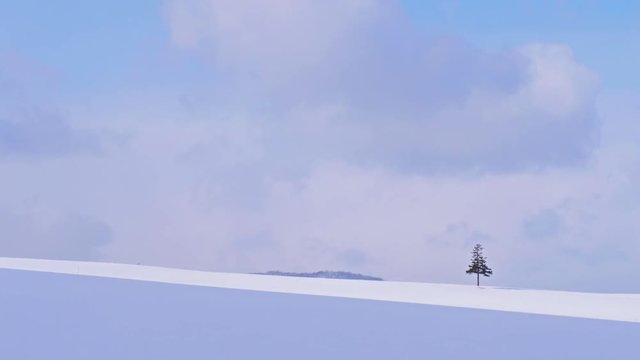 Hokkaido single christmass tree on a slight slope covered with snow during winter season.