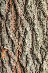 relief textured bark of an old tree