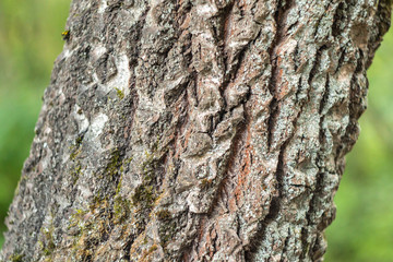 relief textured bark of an old tree