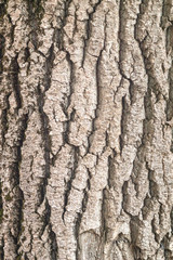 relief textured bark of an old tree