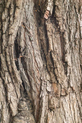 relief textured bark of an old tree