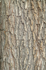relief textured bark of an old tree