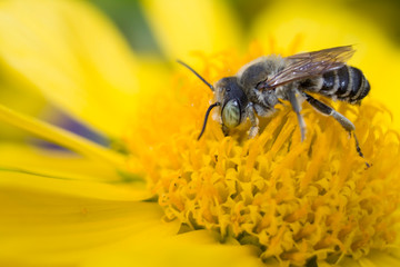 gray striped bee on a yellow flower drinking nectar and collecting pollen