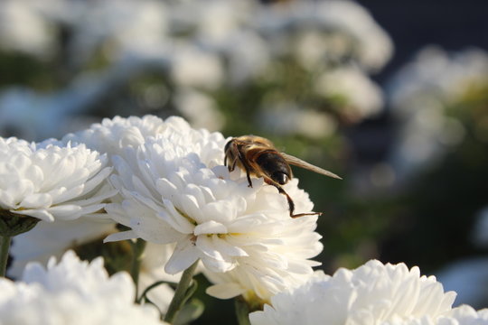  the bee sat on a flower