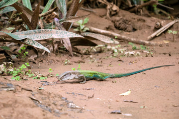 Ameiva ameiva, the green giant ameiva, ground lizard found in Central and South America and some Caribbean Islands