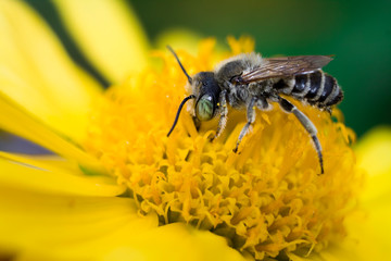 gray striped bee on a yellow flower drinking nectar and collecting pollen