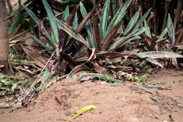 Ameiva ameiva, the green giant ameiva, ground lizard found in Central and South America and some Caribbean Islands