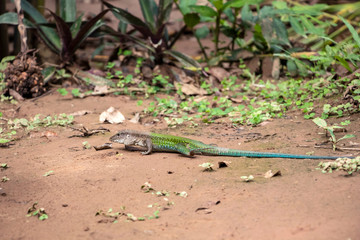 Ameiva ameiva, the green giant ameiva, ground lizard found in Central and South America and some Caribbean Islands