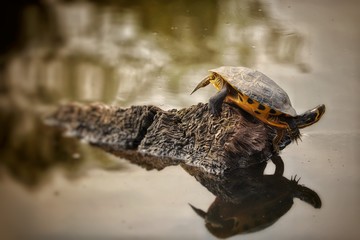 Schildkröte oder Chillkröte?