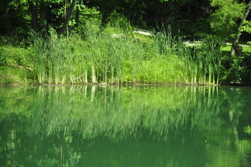reflection in the pond