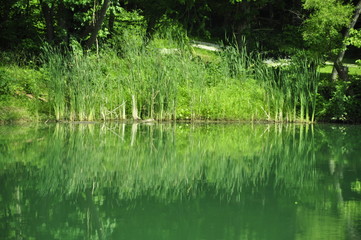 Obraz premium reflection in the pond