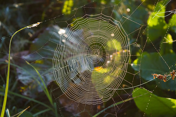 wild forest web close-up with small drops of morning dew
