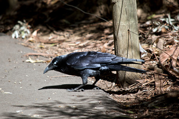 this is a side view of an australian raven
