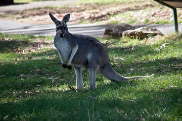 a young male red kangaroo