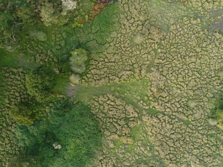 Overhead shot from drone of wetland grassy area