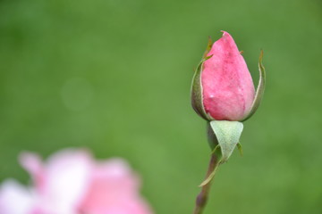 Fototapeta premium pink rose bud