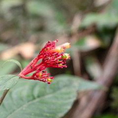 Blurred nature background with red tropical flowers