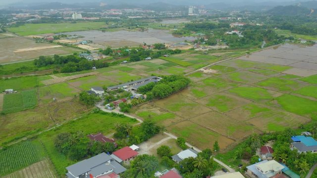 An aerial footage of beautiful young green paddy field surrounding by Penampang Town, Sabah, Borneo.  