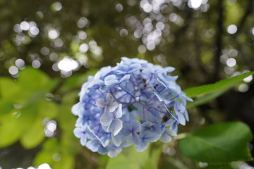 hydrangea