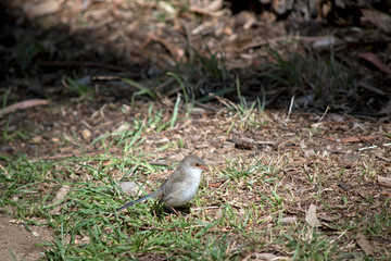a female superb fairy wren looking for food
