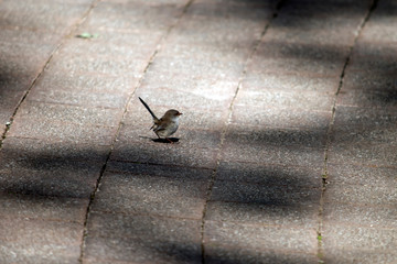 a female superb fairy wren on pavers