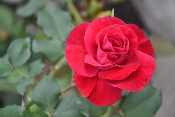 Red Rose