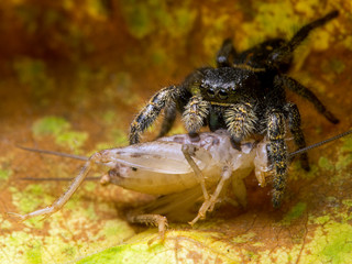 Juvenile female Johnson's jumping spider, Phiddipus johnsoni, on a leaf, feeding on a cricket