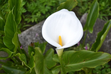 lily on green background