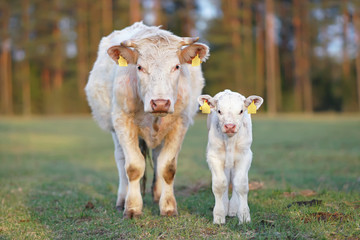 White Charolais cow and a calf with pierced ears posing outdoors standing on a green pasture on...