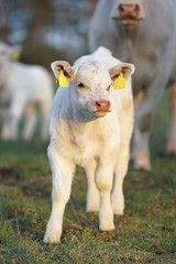 Naklejka na ściany i meble Funny white Charolais calf with pierced ears posing outdoors standing on a green pasture on sunset