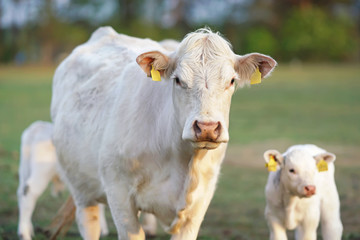 White Charolais cow and a calf with pierced ears posing outdoors standing on a green pasture on...