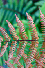 Orange, Autumn Ferns, and green ferns as a nature background