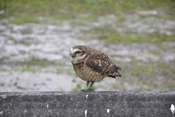bird of prey