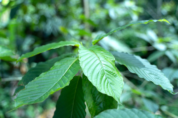 Mitragyna speciosa Korth (Kratom) is drug from plant.