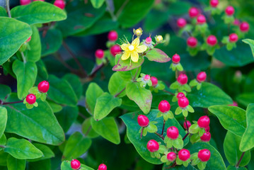 Colorful St. John's Wort with yellow flowers and red berries as a nature background