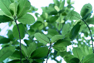 Mitragyna speciosa Korth (Kratom) is drug from plant.