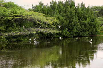 group of long neck white tropical water birds by lakeside in Aruba