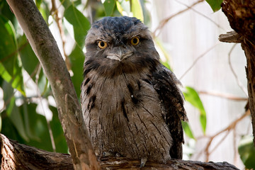 this is a close up of a tawny frogmouth in a tree