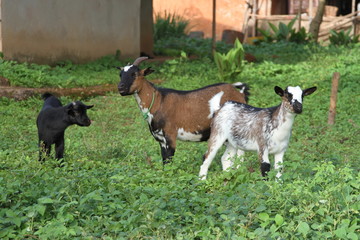 Obraz na płótnie Canvas Goats in Sierra Leone Africa