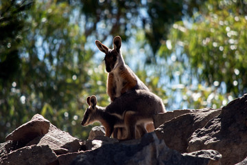 a Yellow footed rock wallaby with her joey