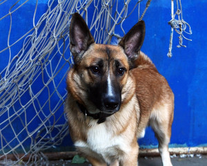 Beautiful dog with big ears on blue background
