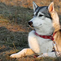 Beautiful husky dog lying on the grass