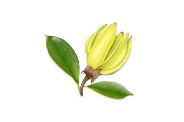 Ylang ylang flower (Ilang ilang) with green leaves isolated on white background. Fragrance flower for extract aromatherapy essential oil.