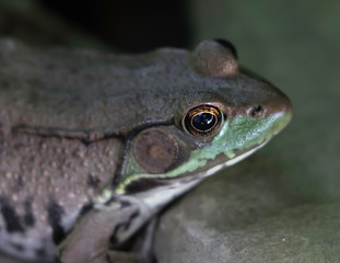 bull frog under a rock and a leaf 