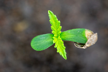Cannabis Seedling Macro, Top view