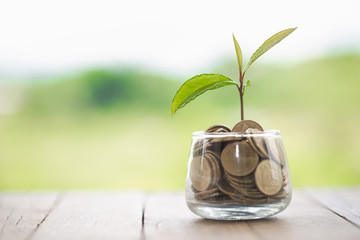 Plant growing in Coins glass jar for money saving and investment financial, concept for business,...