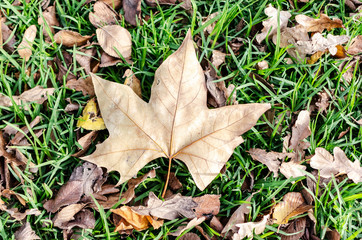 tree leaf on the grass. floor, road. detail.