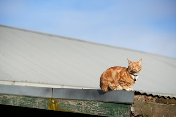 Red ginger cat laying on an iron roof with its face directed straight at the sun.